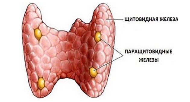 Аденома паращитовидной железы